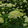 紫陽花