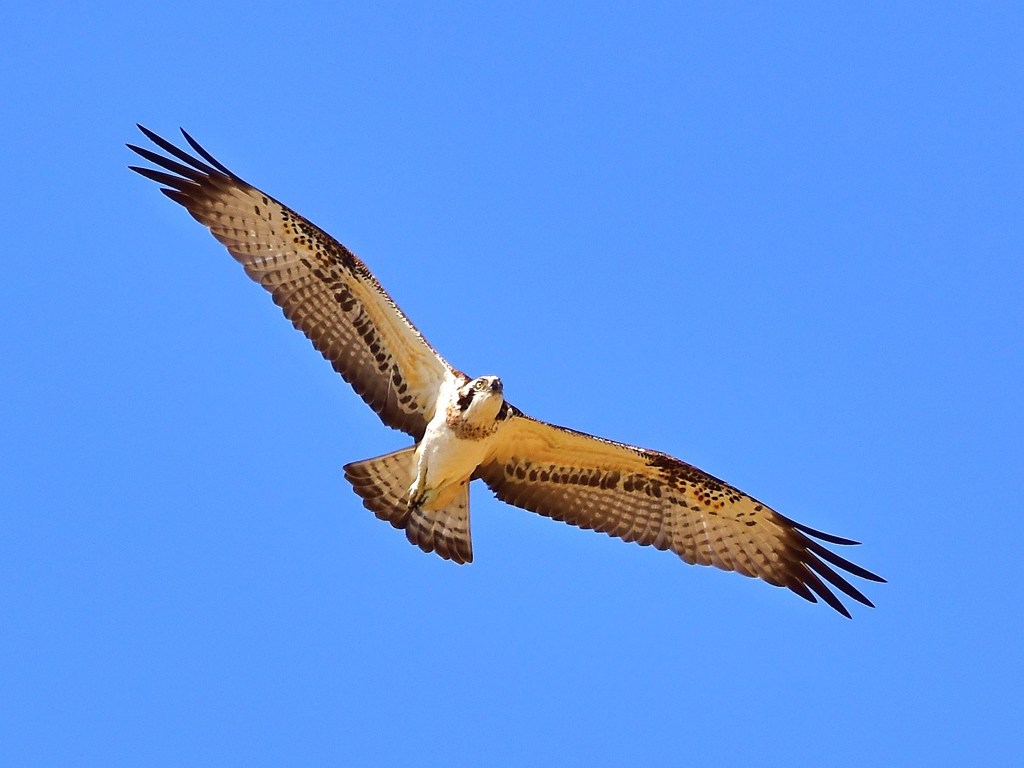 上空