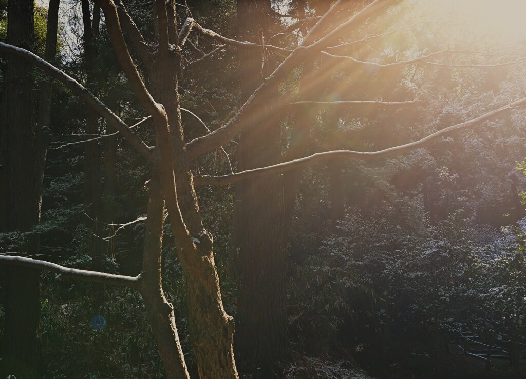 雪陽
