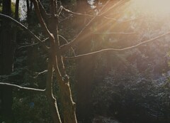 雪陽