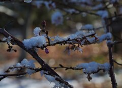 氷桜