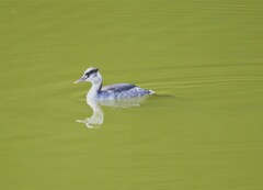 カンムリカイツブリ