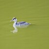 カンムリカイツブリ