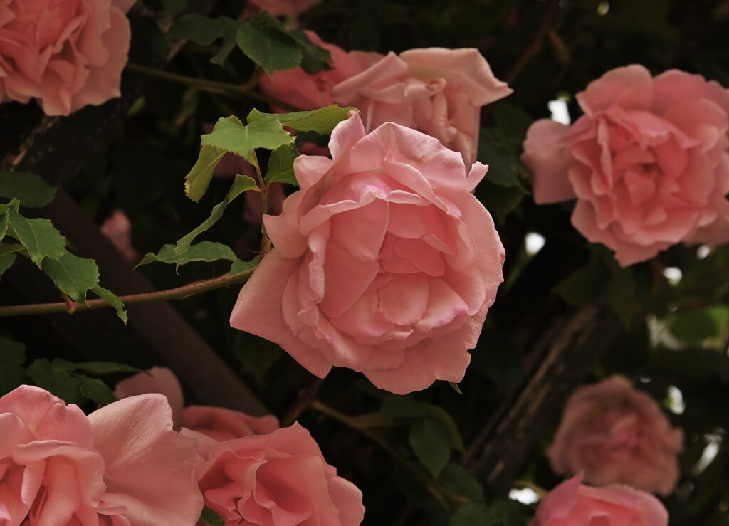 薔薇