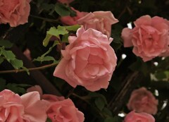 薔薇