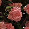 薔薇