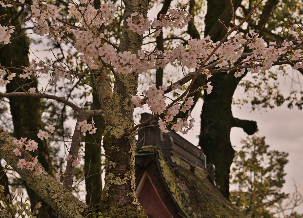 屋根の上