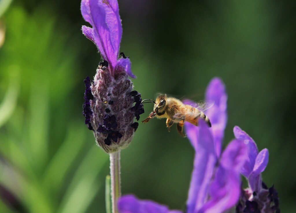 蜂と紫