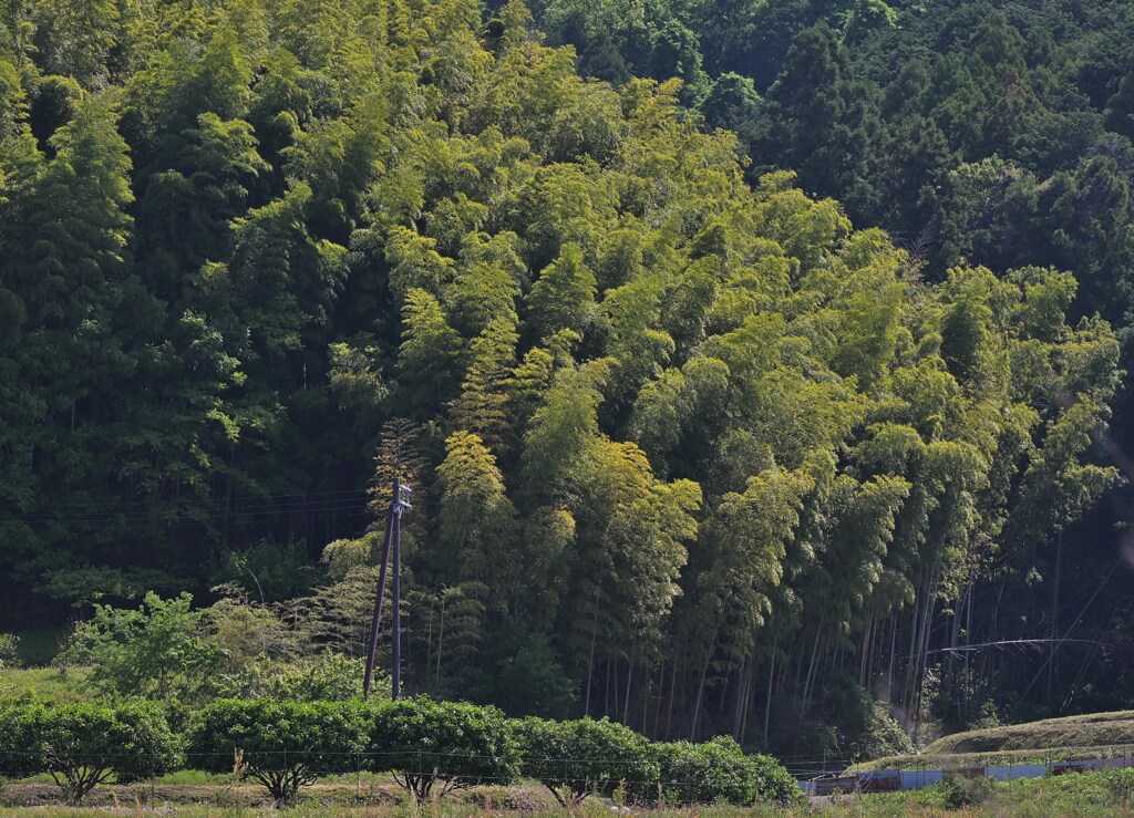 里山