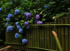 紫陽花