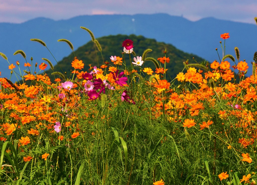 山景