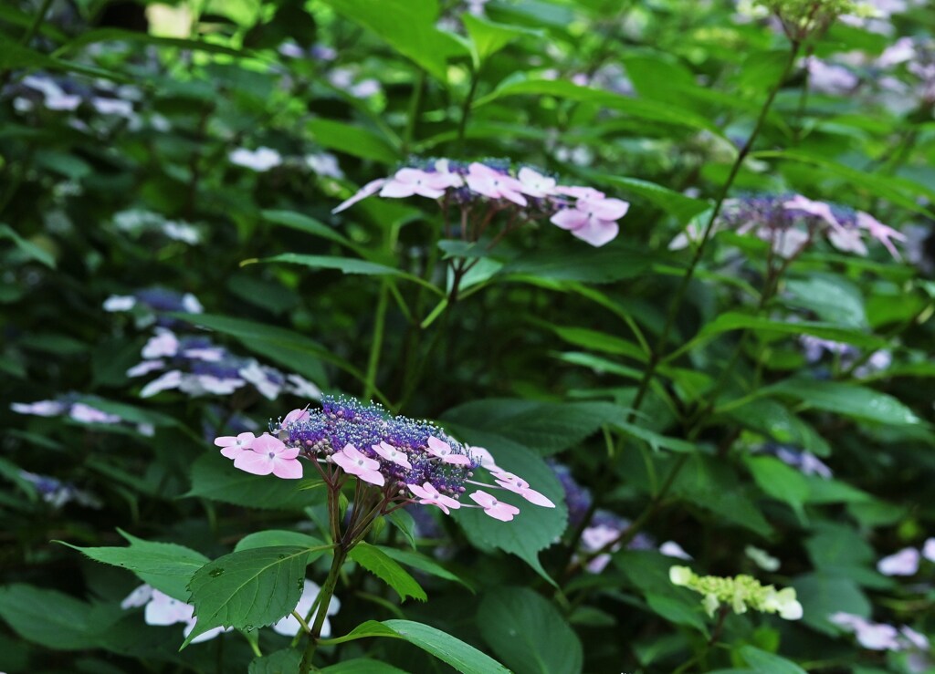 紫陽花