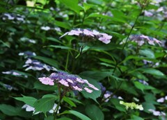 紫陽花