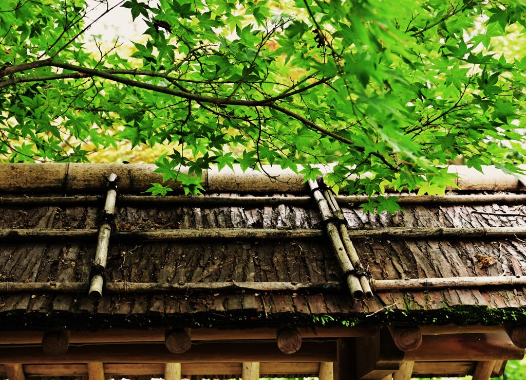 屋根の妙