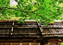 屋根の妙
