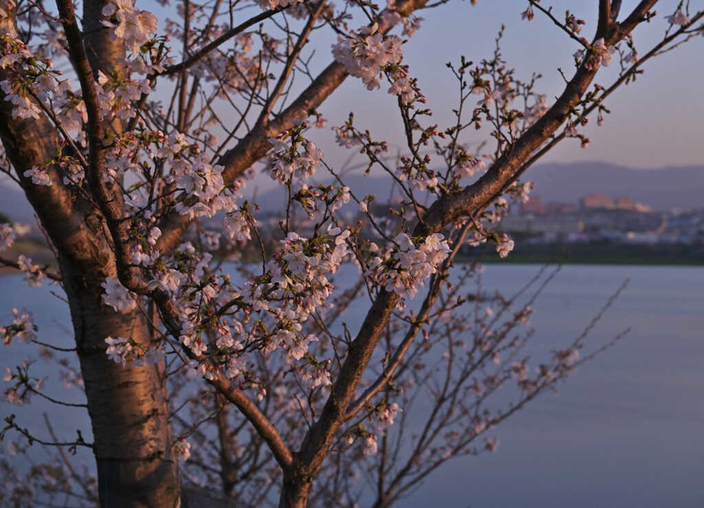 池の畔