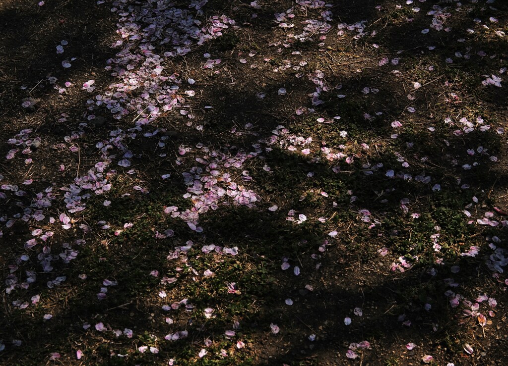 陽春