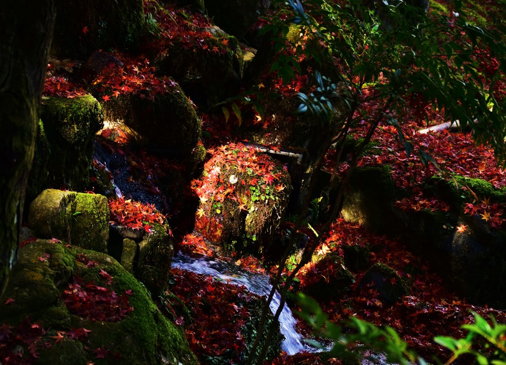紅照