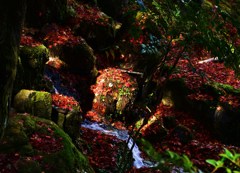 紅照