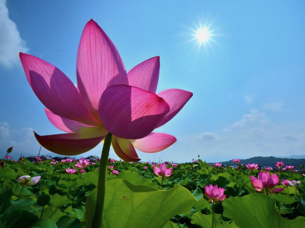 太陽