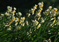 花流