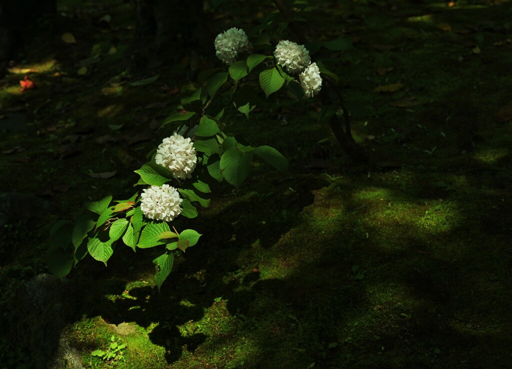 白花