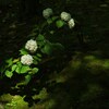 白花