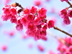 霧紅