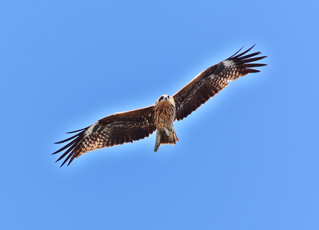 滑空