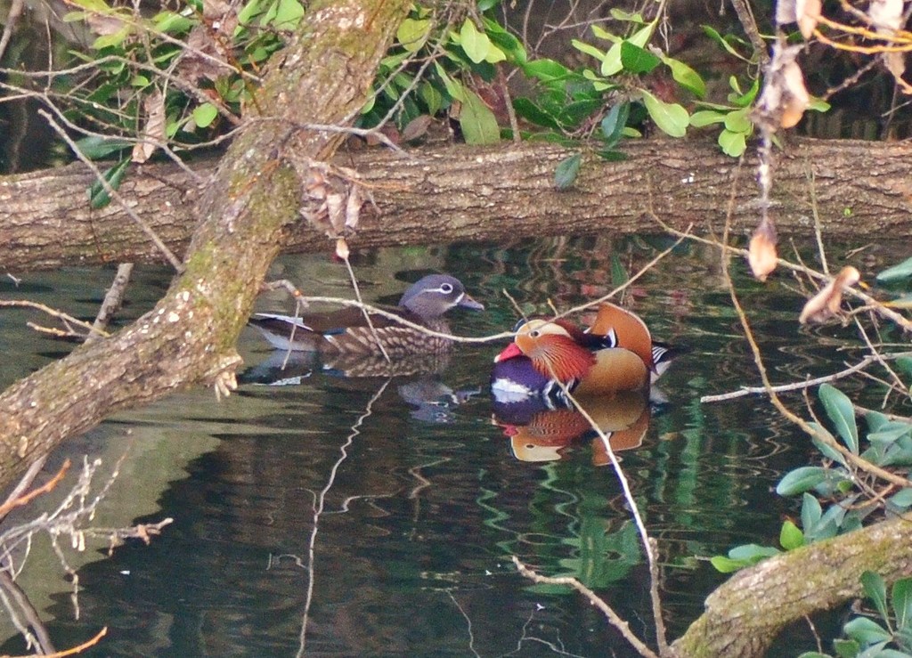 夫婦