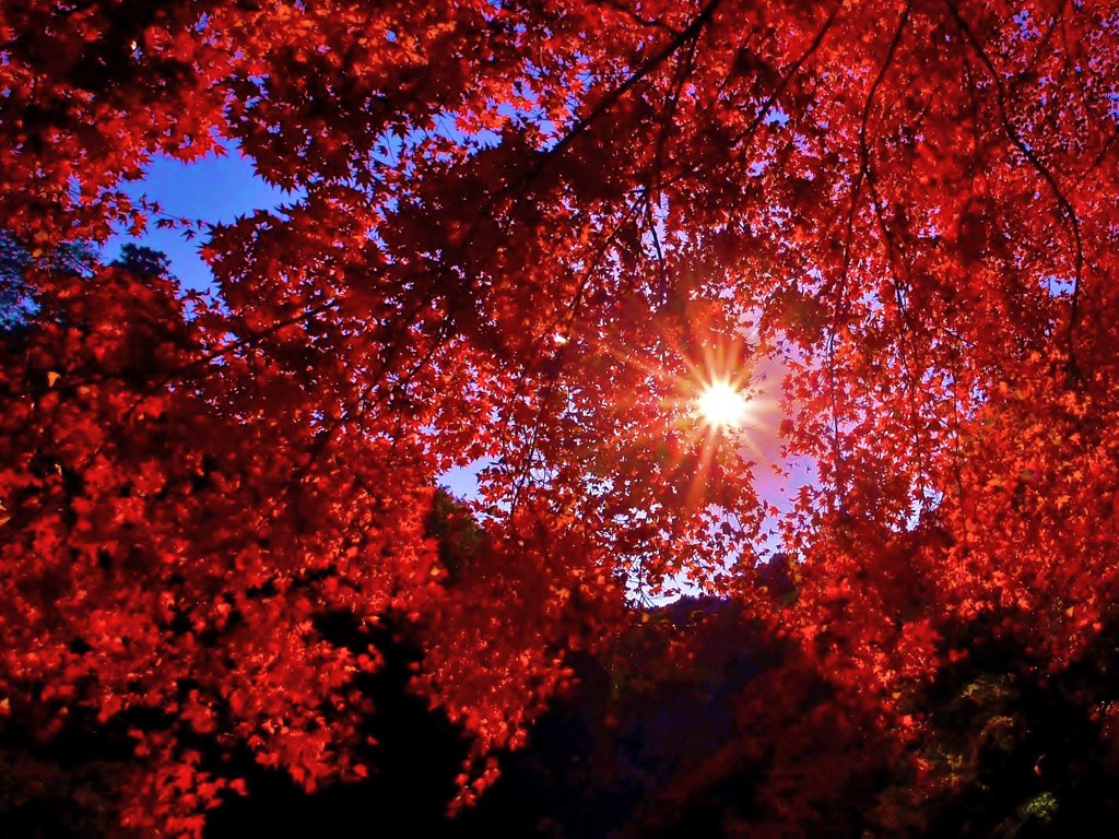 陽紅