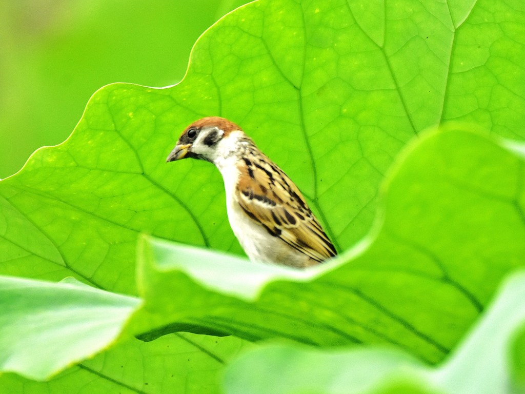 隠葉