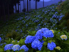 花光