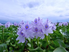 青清