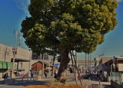 北田辺の大楠