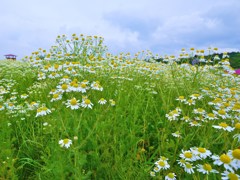 花流