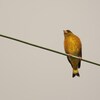 カワラヒワ