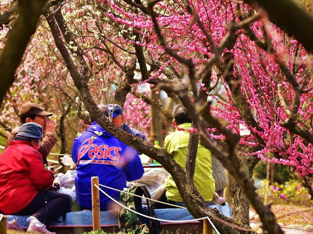花宴