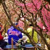 花宴