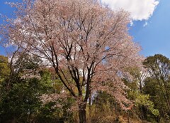 巨桜