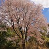 巨桜