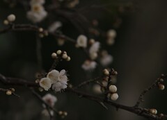 蕾