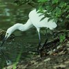 コサギ