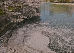 櫻満開