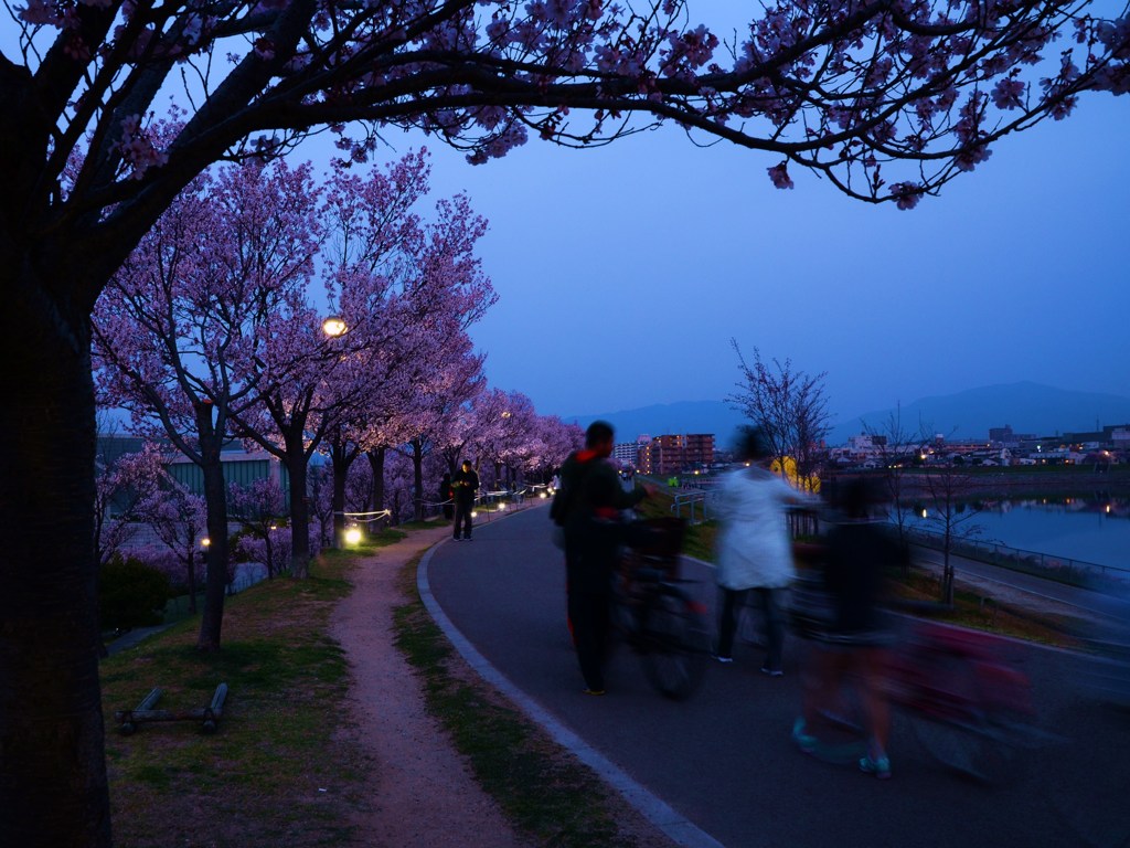 夜桜