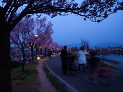 夜桜