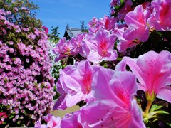 花道