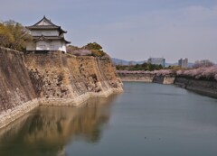 櫻満開