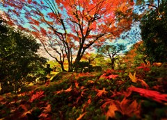 紅焼
