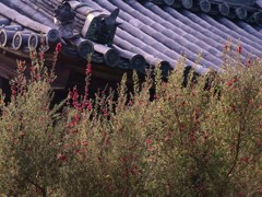 散紅